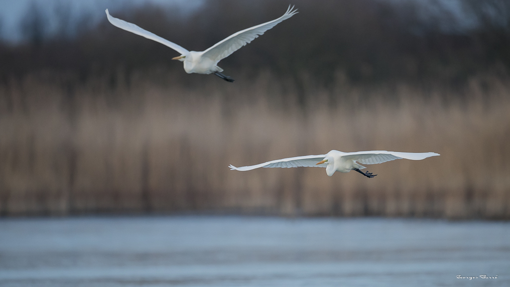 Grande Aigrette (Casmerodius albus)-28.jpg