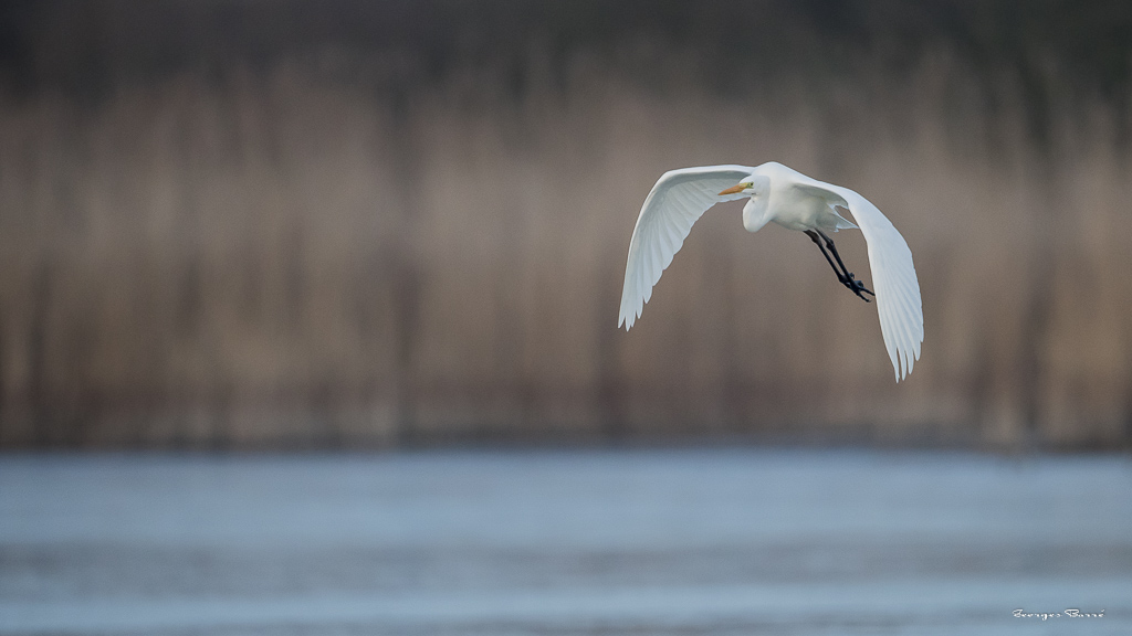 Grande Aigrette (Casmerodius albus)-29.jpg