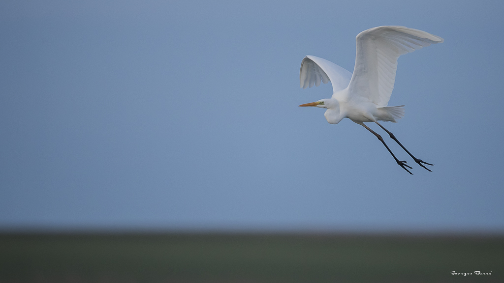 Grande Aigrette (Casmerodius albus)-30.jpg