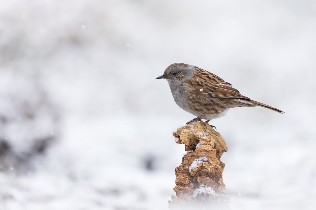 accenteur dans la neige.jpg