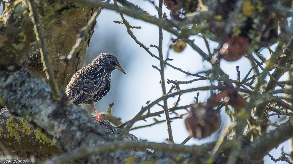 oiseaux pommier 2 2019.JPG