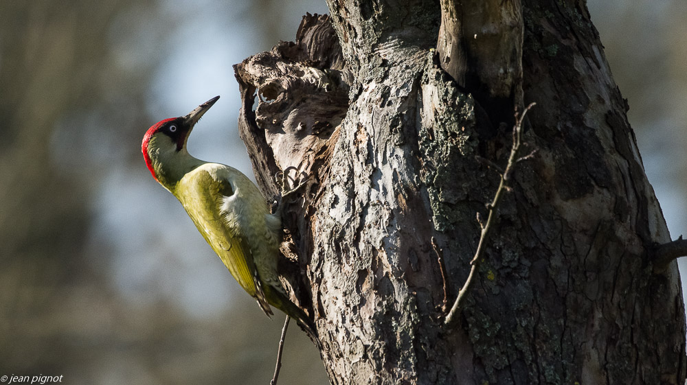 oiseaux jean claude 02 2019.JPG