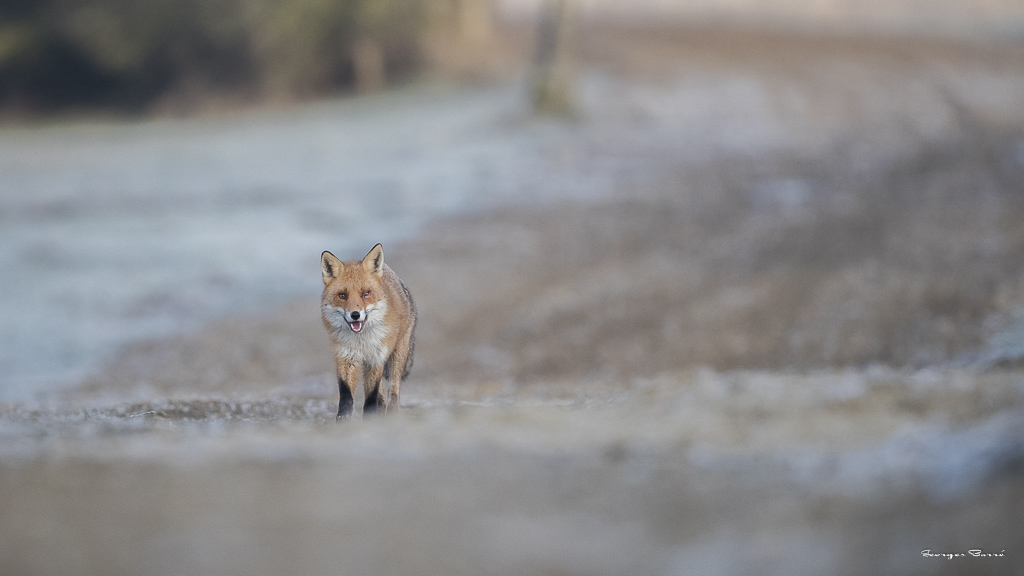 Renard roux (Vulpes vulpes)-157.jpg