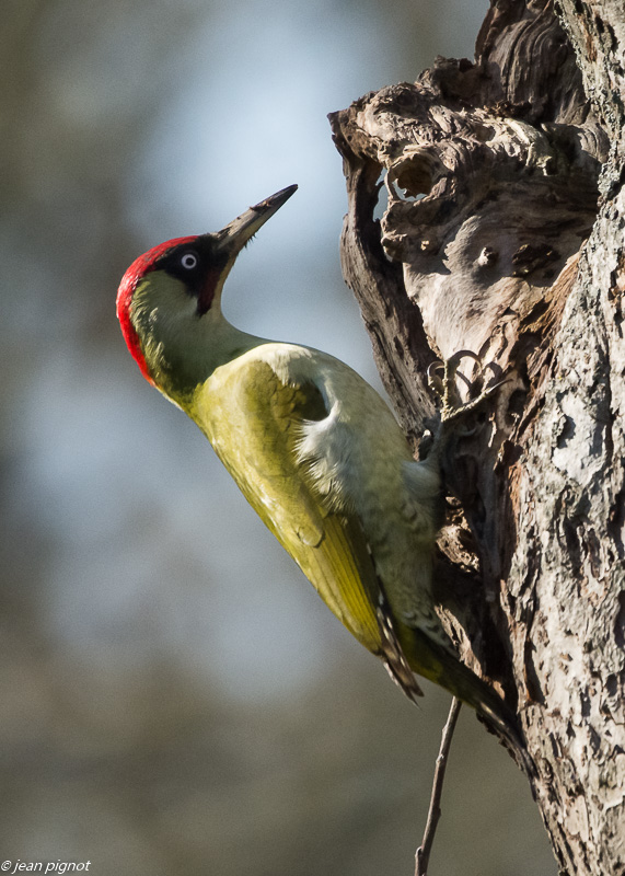 oiseaux jean claude 02 2019-2.JPG