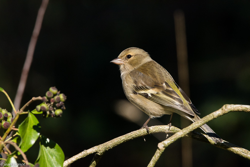 oiseaux mangeoire 02 2019.JPG