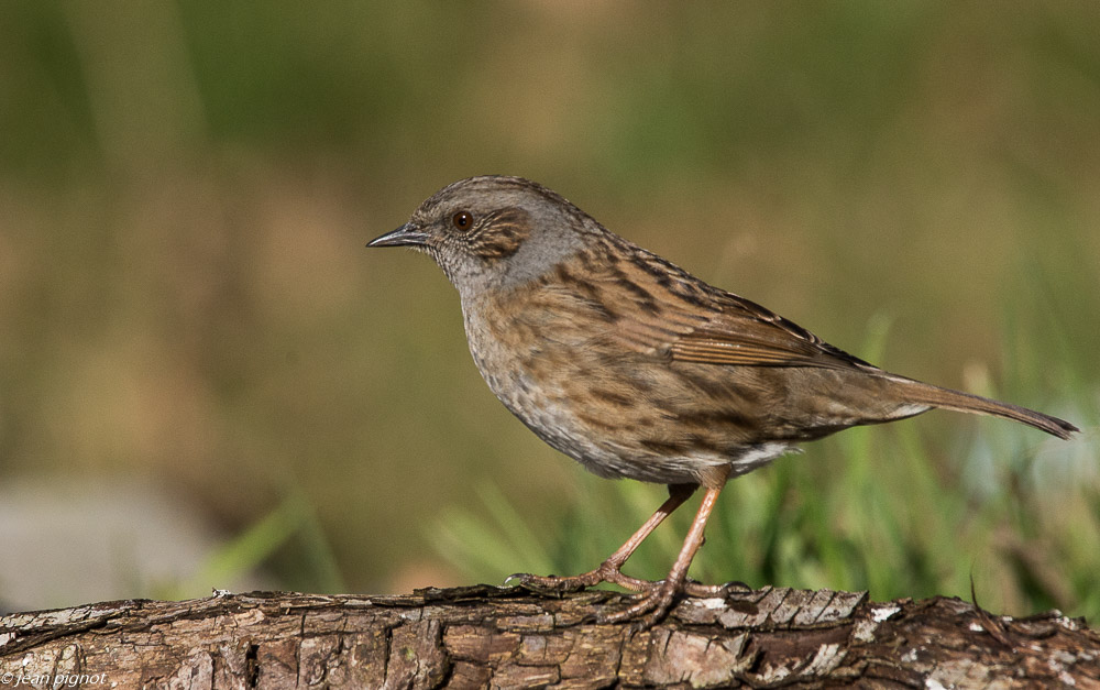 oiseaux mangeoire 02 2019-2.JPG