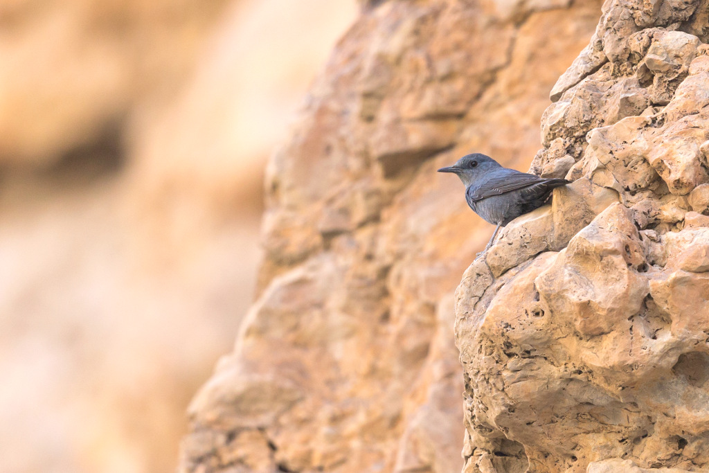 _IN Monticole bleu 2019-01 Wadi Tiwi-3.jpg