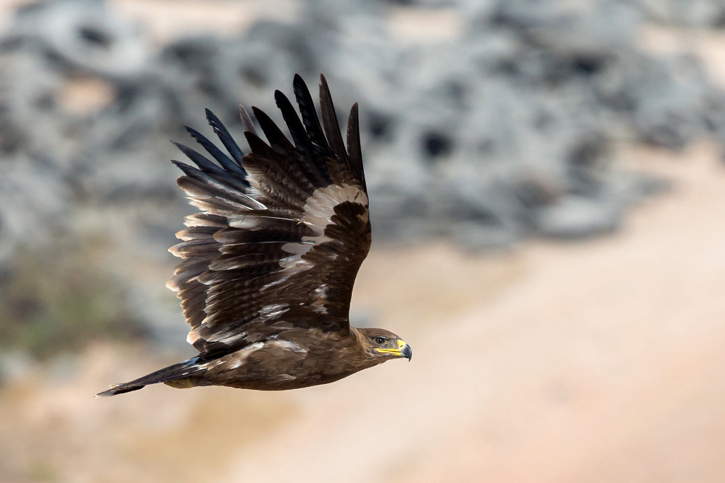 _IN Aigle des steppes 2019-01 Raysut-2.jpg