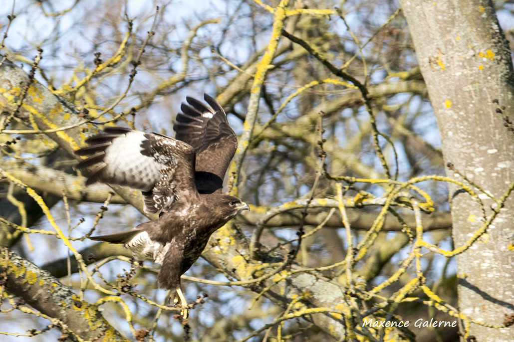 buse variable_DSC6384.jpg