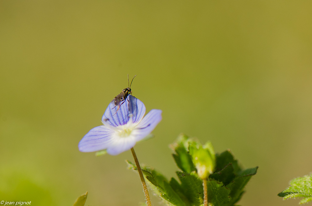 insectes du talut 02 2019.JPG