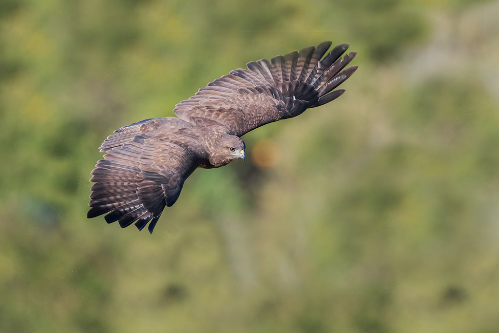 Buse variable 1.jpg