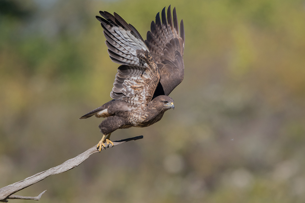 Buse variable 3.jpg