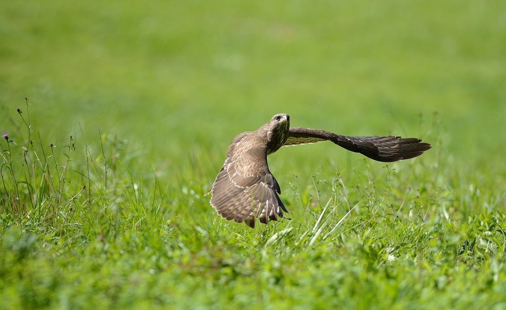 Buse variable - 1.jpg