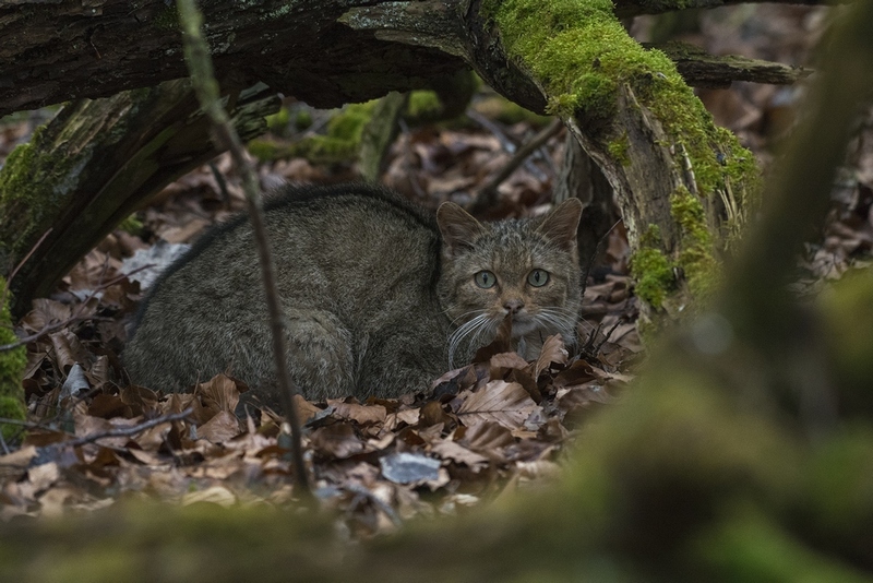 chat sauvage Coupetz 1000.jpg