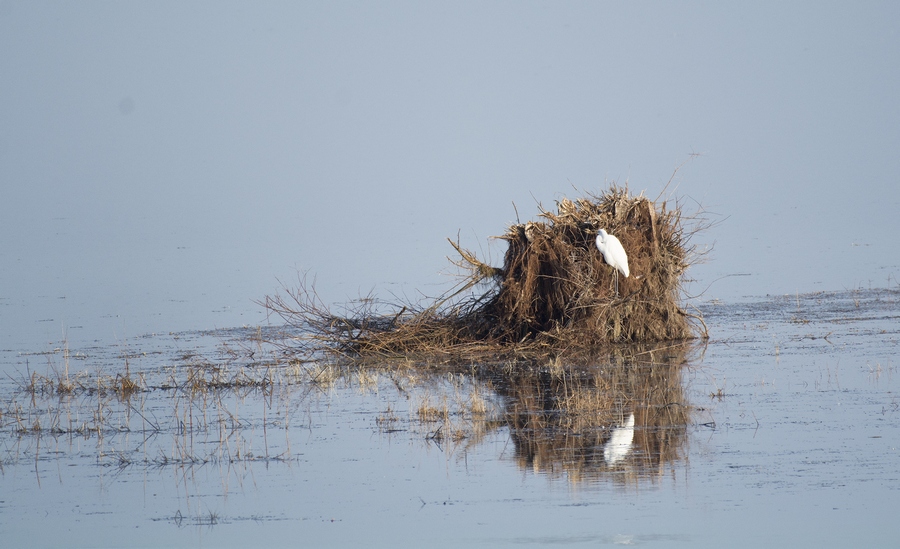 aigrette Der 900.jpg