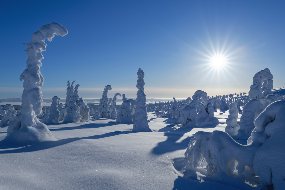 20190212-PARC-DU-RIISITUNTURI-FINLANDE-(33).jpg