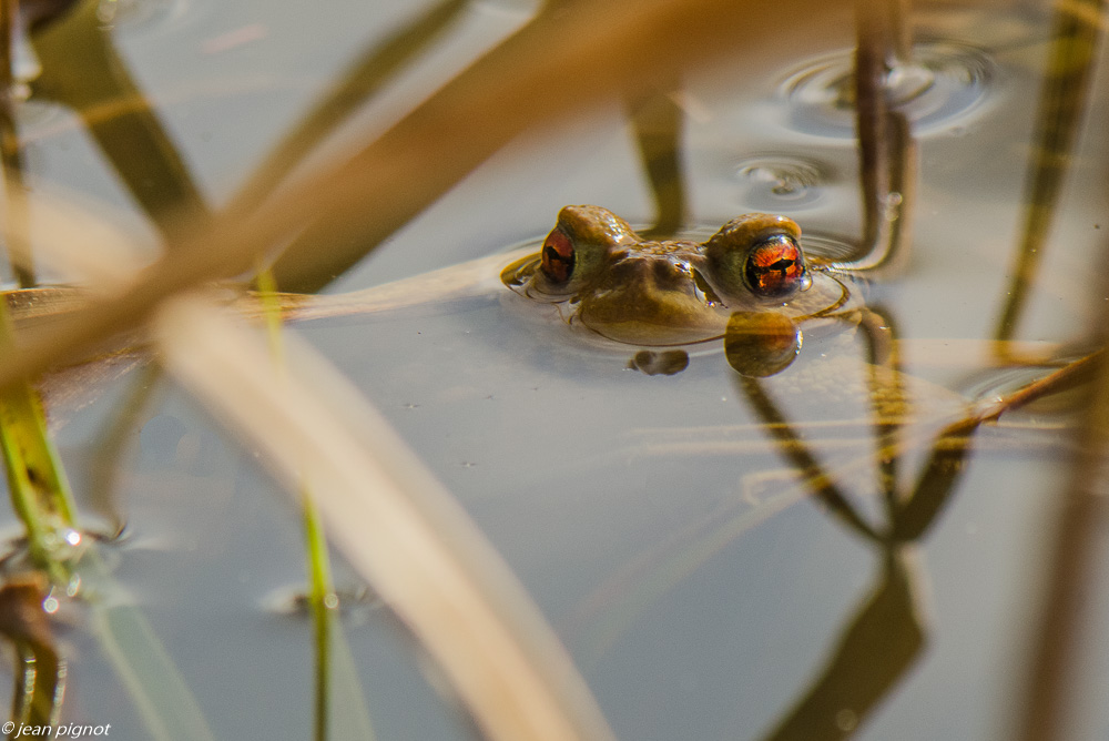 crapaud accouplement 03 2019-2.JPG