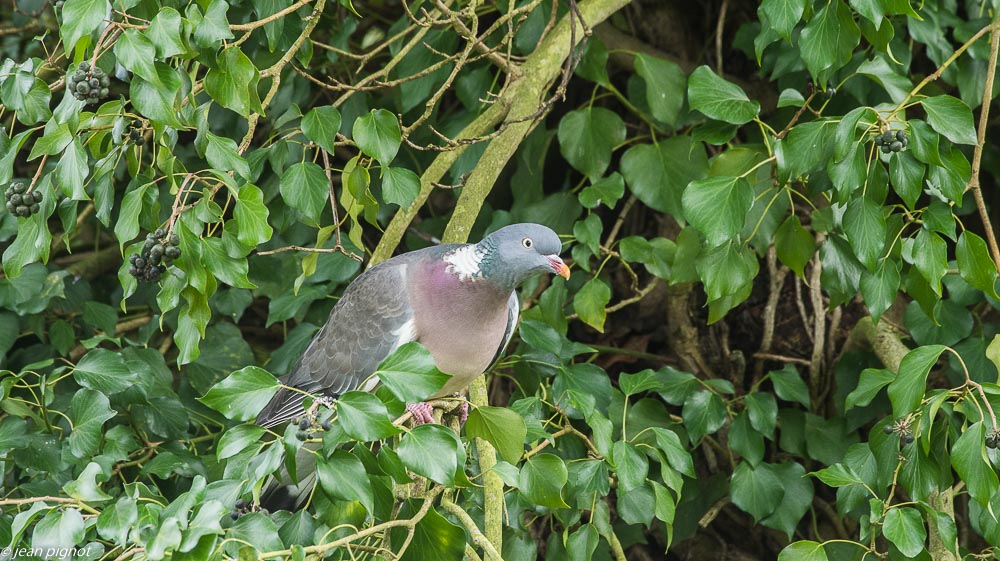 pigeon ramier 03 2019.JPG