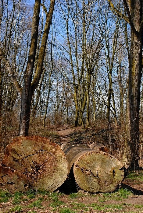 Parc de L'yser et Mouscron 036.JPG