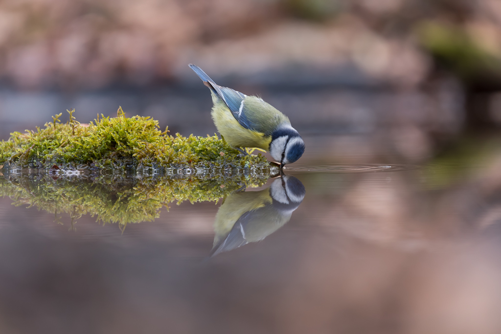 Mésange bleu.jpg