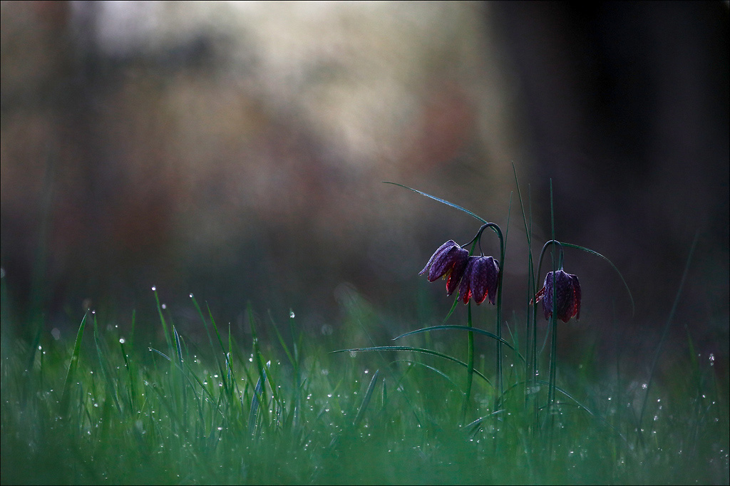 trio Fritillaires.jpg