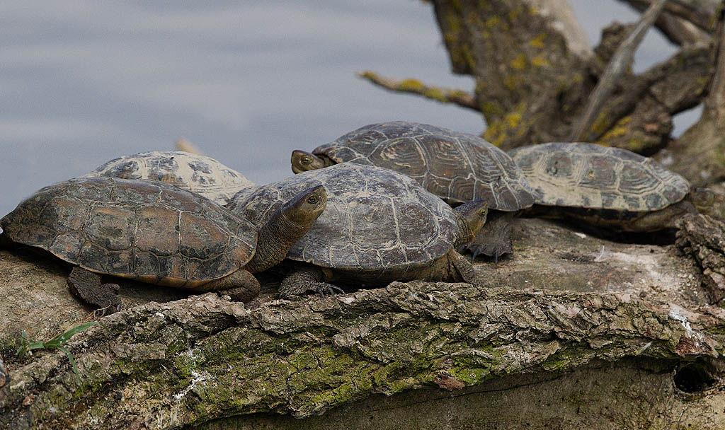 Emyde lépreuse (Mauremys leprosa) Espagne Jacques Rivière.jpg