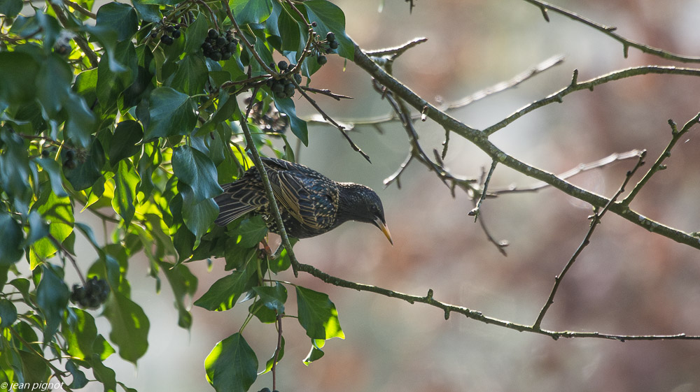 etourneau liérre 03 2019.JPG