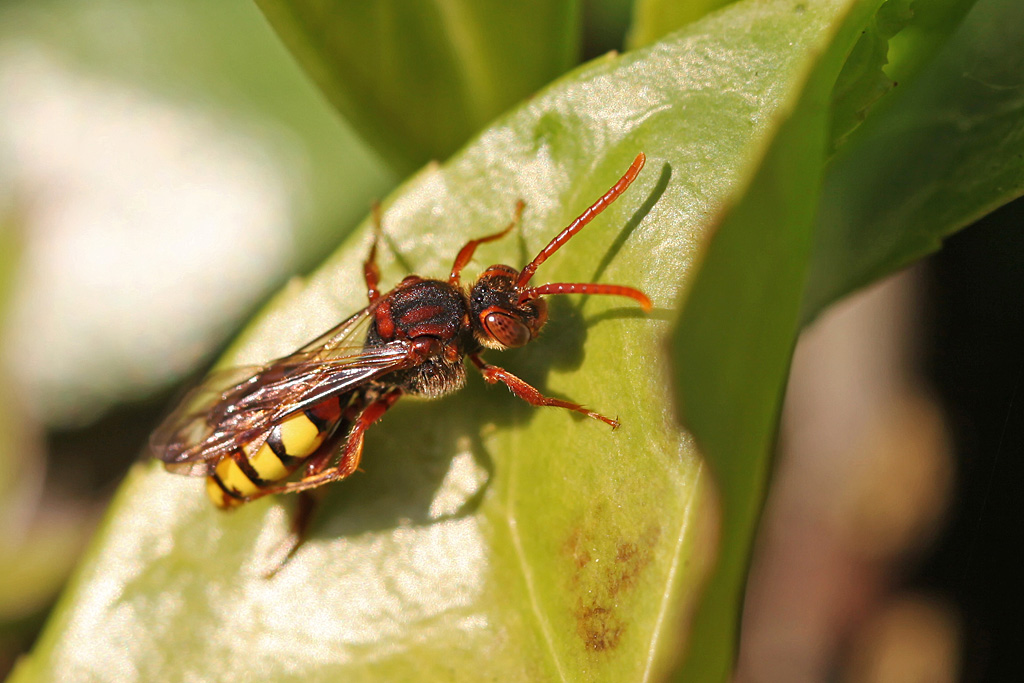 Nomada lathburiana Jacques Rivière.jpg