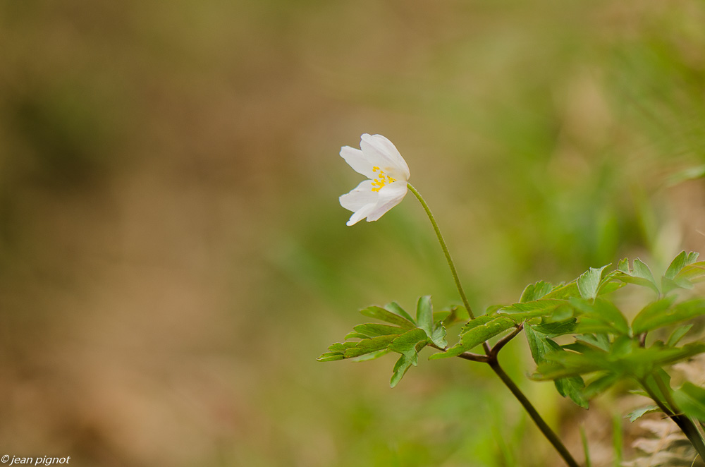 anemone sylvie 03 2019-2.JPG