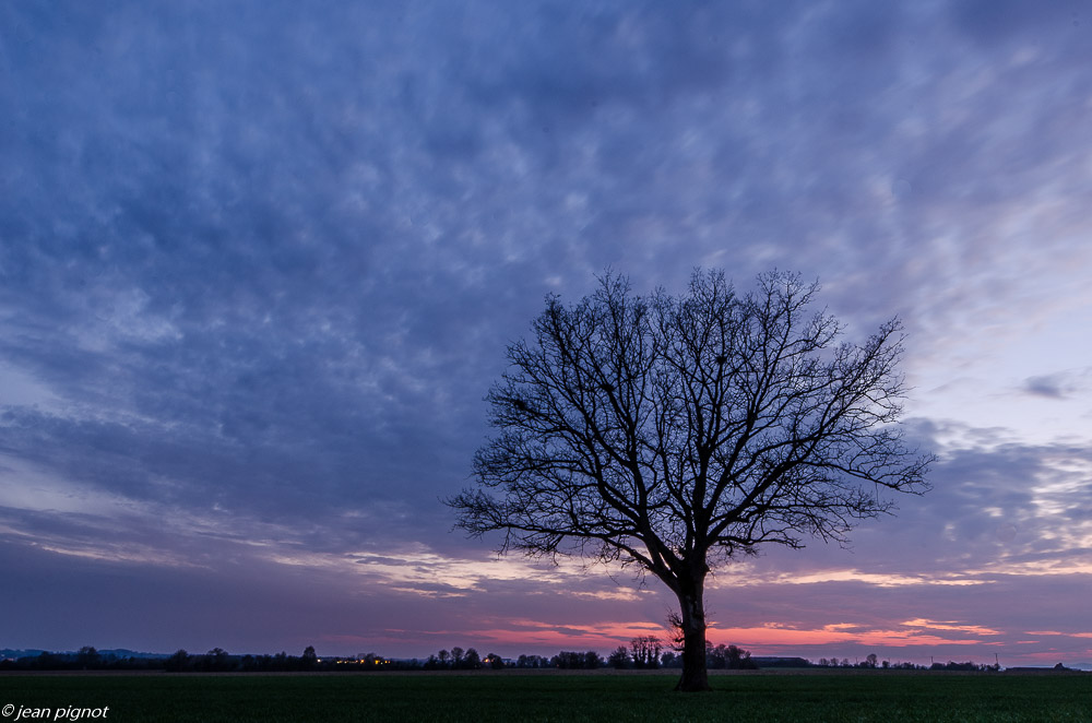 arbre 03 2019.JPG