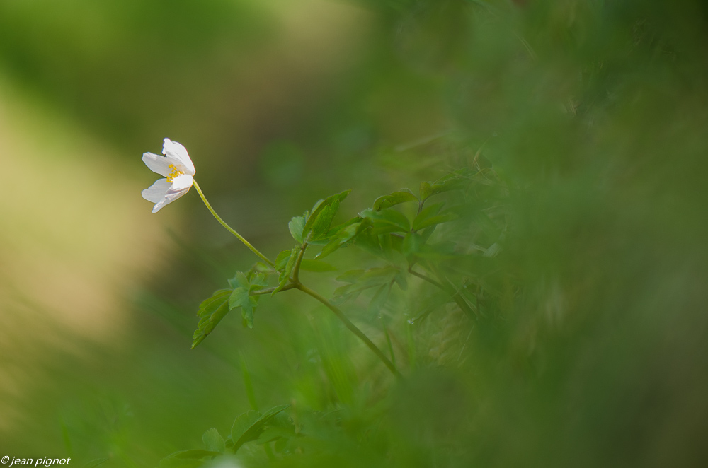 anemone sylvie 03 2019-4.JPG