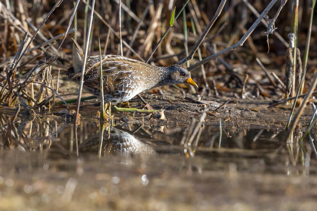 _IN Marouette ponctuée 2019-03 St Chamas-2.jpg