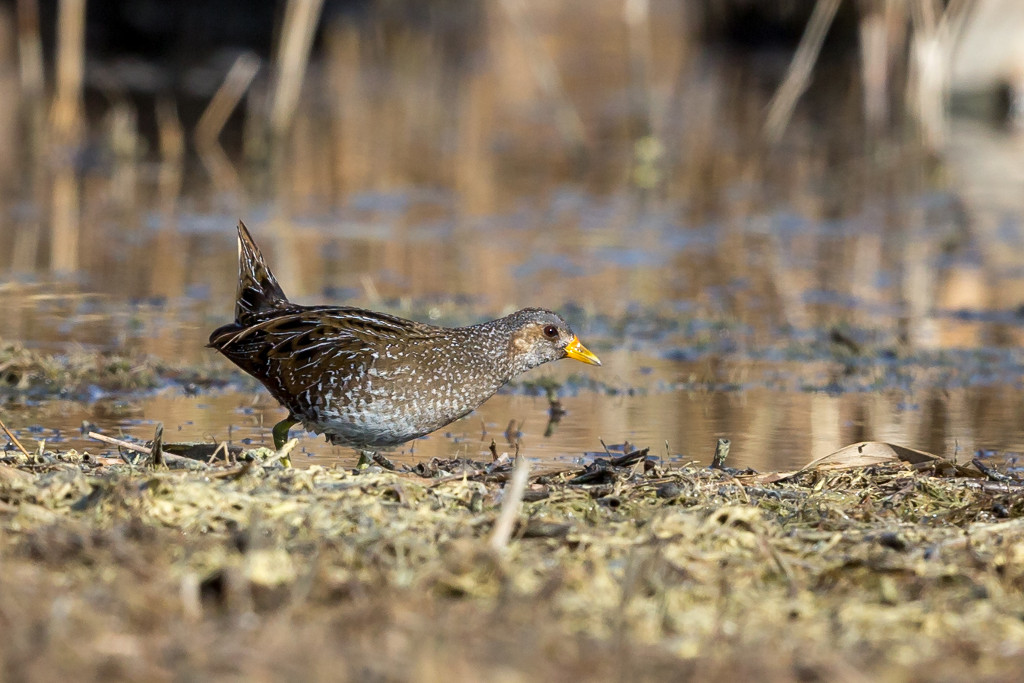 _IN Marouette ponctuée 2019-03 St Chamas-13.jpg