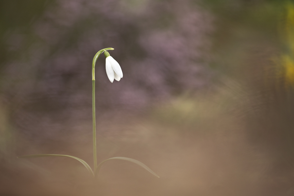 19022019-16-16-44-Perce neige-Seul.jpg