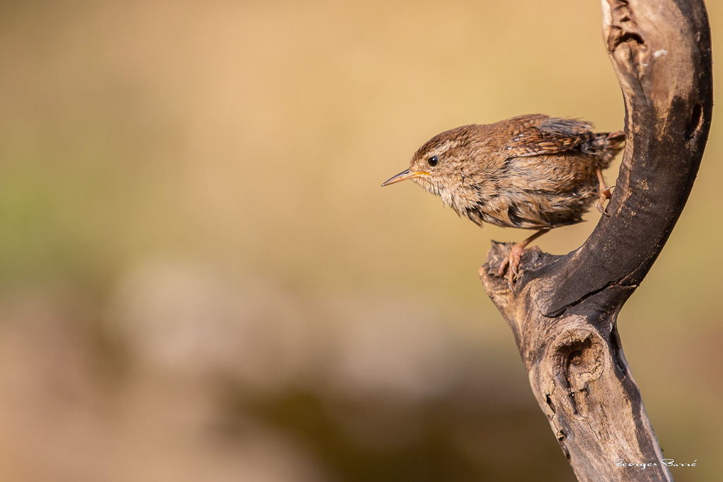 Troglodyte Mignon (Troglodytes troglodytes)-147.jpg