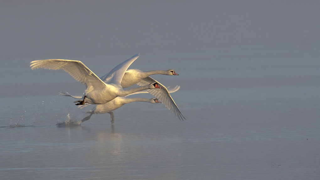 Cygne 4.jpg