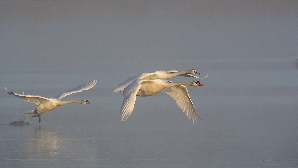 Cygne 5.jpg