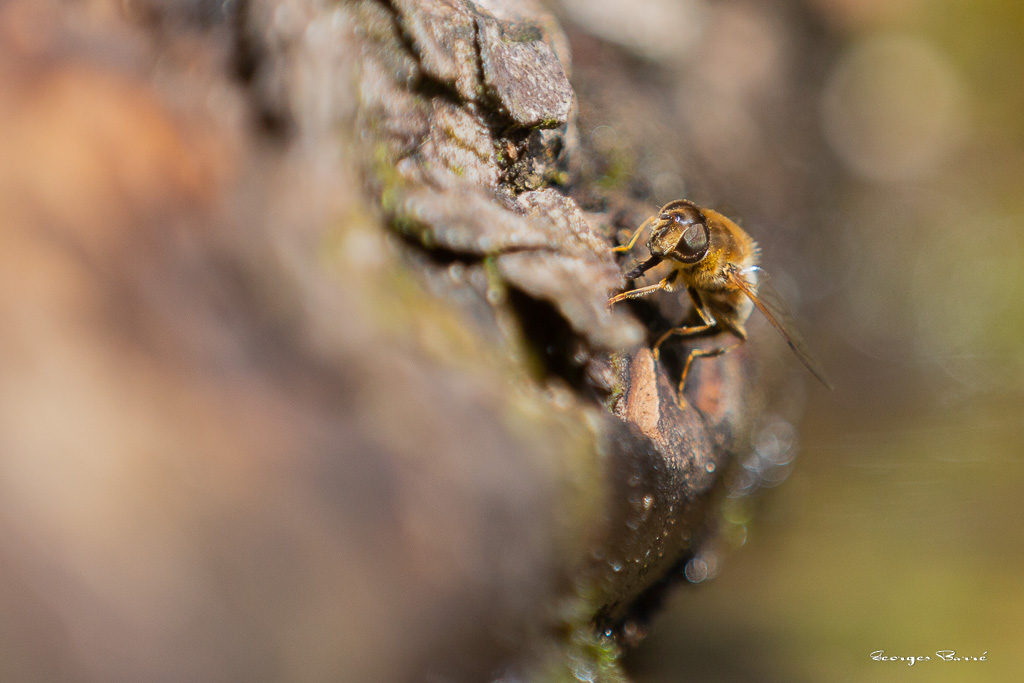 Abeille (Anthophila) Bee-8.jpg