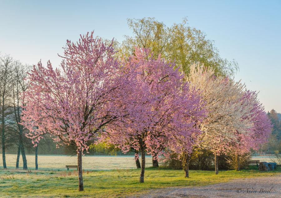 Arbres image nature.jpg