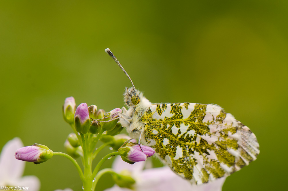 aurore sur cardamine 04 2019.JPG