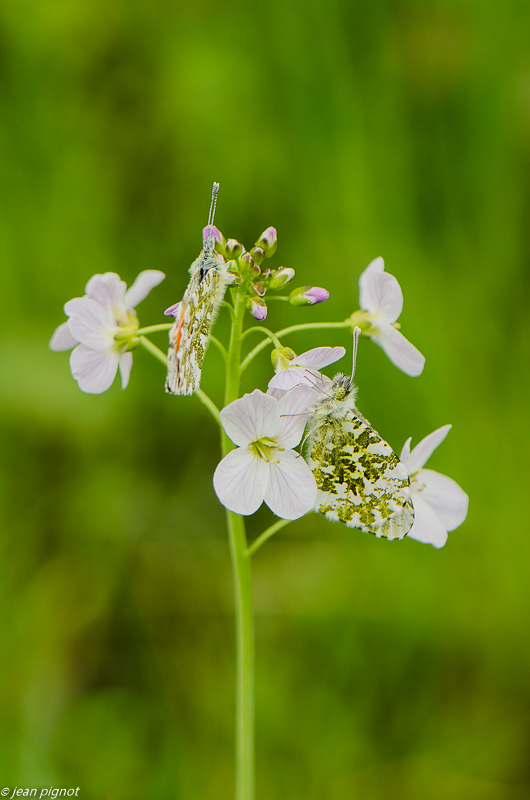 aurore sur cardamine 04 2019-3.JPG