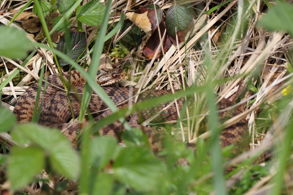 Vipère péliade - Vipera berus #2 010518 I&N.JPG