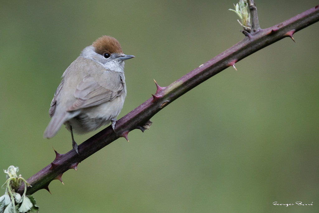 Fauvette à Tête Noire (Sylvia atricapilla) Blackcap-114.jpg