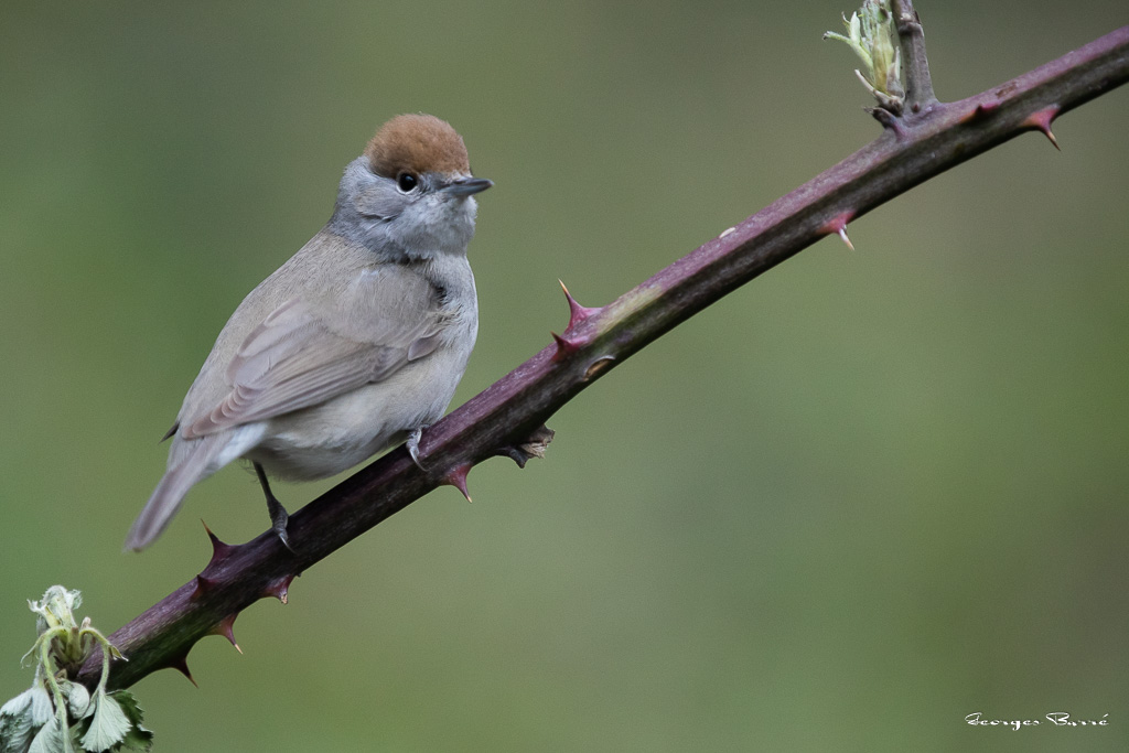 Fauvette à Tête Noire (Sylvia atricapilla) Blackcap-115.jpg