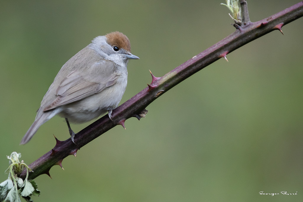 Fauvette à Tête Noire (Sylvia atricapilla) Blackcap-119.jpg