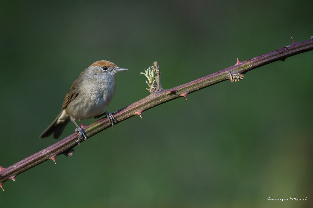 Fauvette à Tête Noire (Sylvia atricapilla) Blackcap-124.jpg