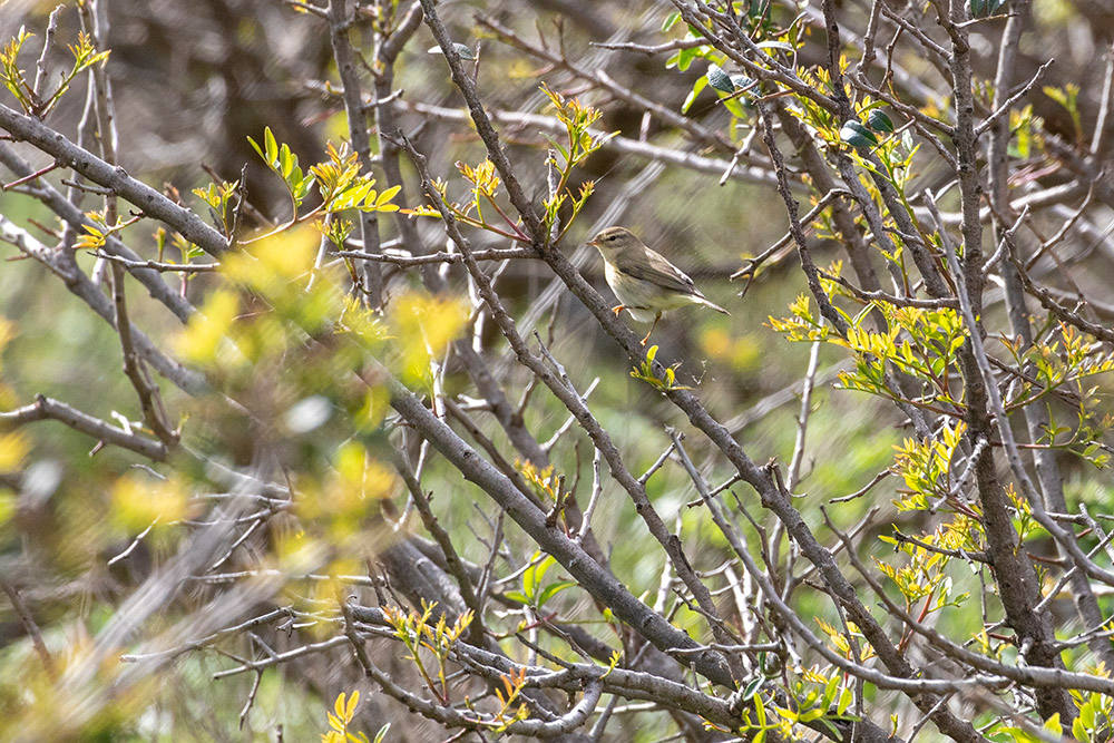 Crète Falassarna_08-04-2019-09-36-46_0028.jpg