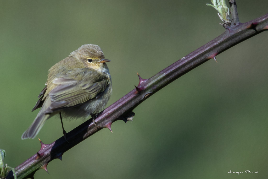 Pouillot Véloce (Phylloscopus collybita) Eurasian or Common chiffchaff-116.jpg