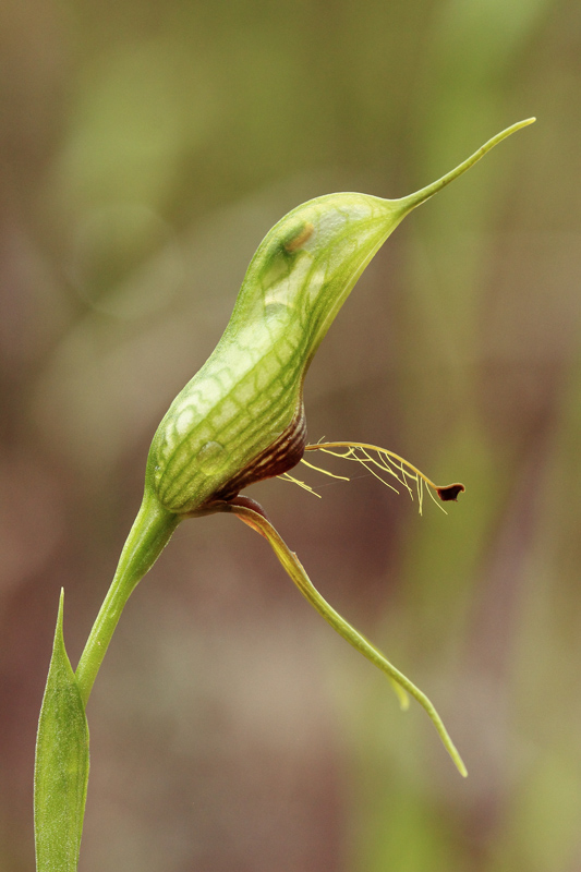 Bird Orchid (Pterostylis barbata).jpg