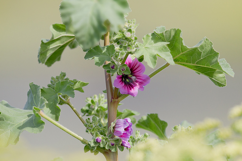 Grande mauve - Malva sylvestris IN.jpg